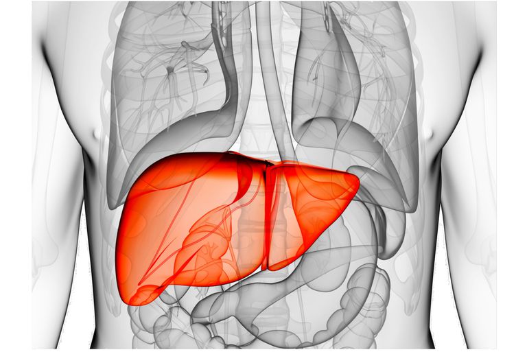 Read more about the article Hepatobiliary Disorder; Facts and Treatment Methods